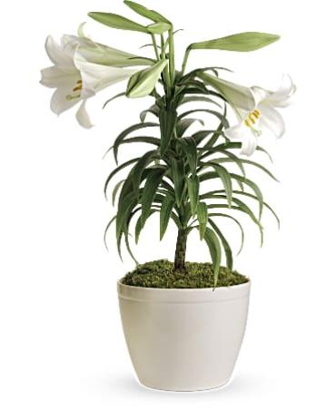 Easter Lily Plant