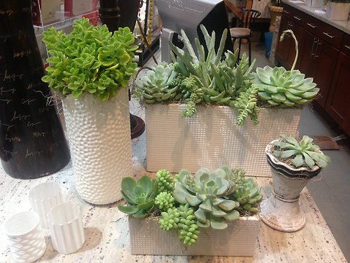 Airplants, Succulents & Tropical