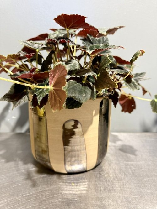 Black Velvet Begonia Planter