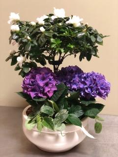 Hydrangea and Azalea planter