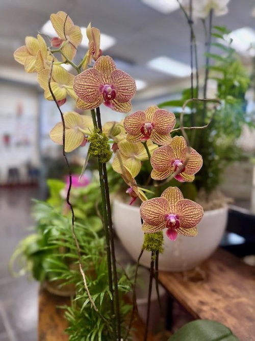 Golden Blush Orchid Plant
