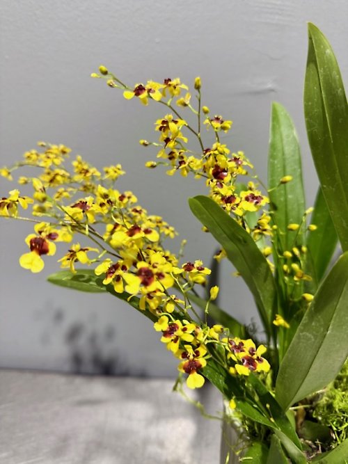 Yellow mini oncidium plant