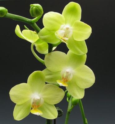 Green Orchid Planter