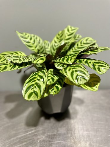 Calathea Makoyana