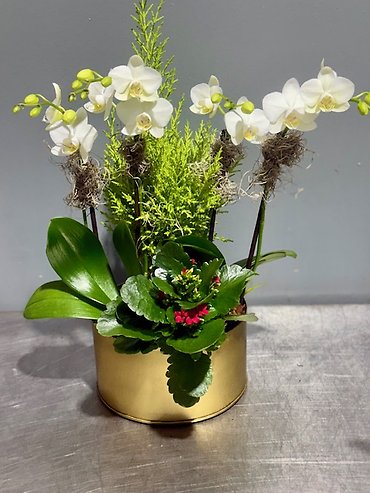 Christmas Mini Orchid Garden