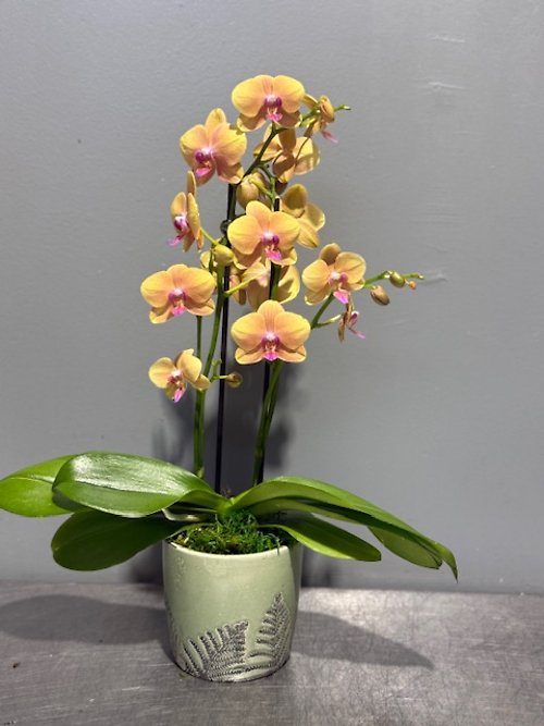 Golden Sorbet Orchid