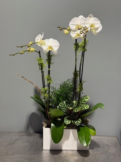 Orchid Statement Planter