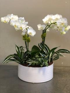 Delicate Orchid Garden