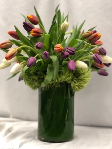 Modern tulips