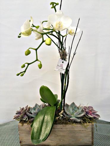 Orchid Woodland Planter