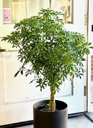 Schefflera Topiary in Black Ceramic