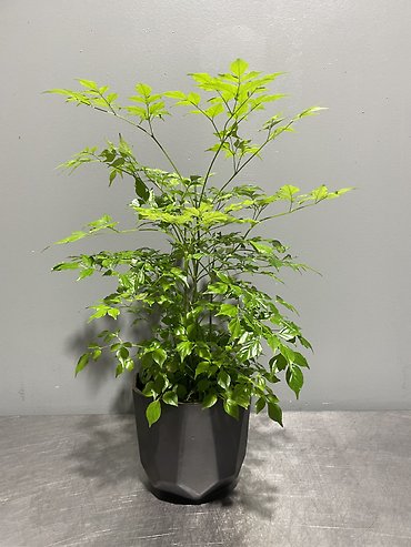 China doll plant