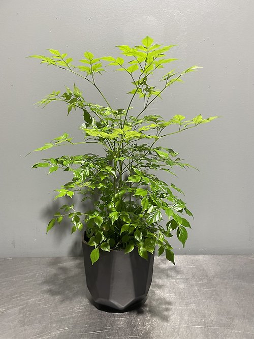 China doll plant