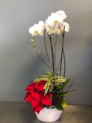 Christmas Orchid Planter