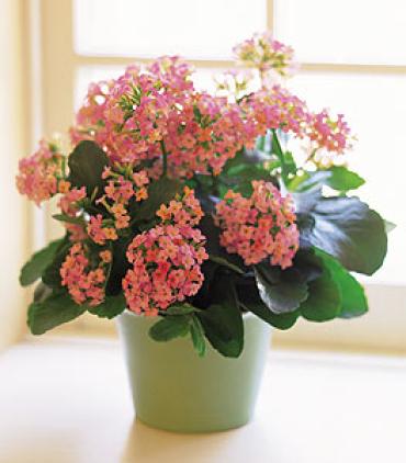 Kalanchoe Plant