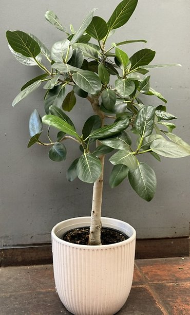 Ficus Audrey Tree