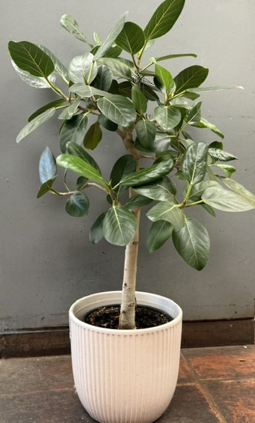 Ficus Audrey Tree