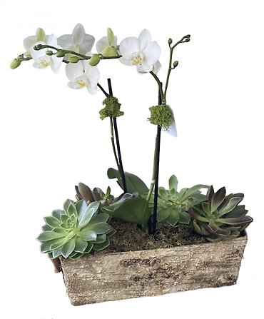 Orchid Woodland Planter